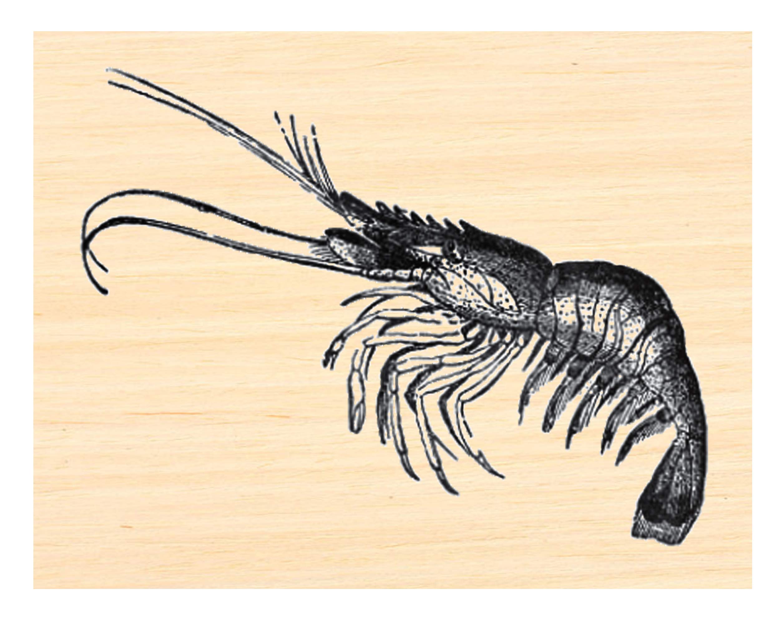 Amazon.com: Shrimp Rubber Stamp P58 : Arts, Crafts & Sewing